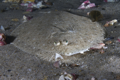 Pseudorhombus arsius