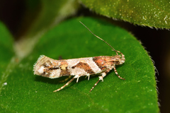 Aristotelia devexella