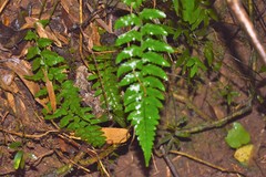 Polystichum subintegerrimum