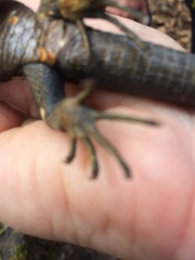 Abronia lythrochila