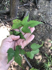 Vitis palmata