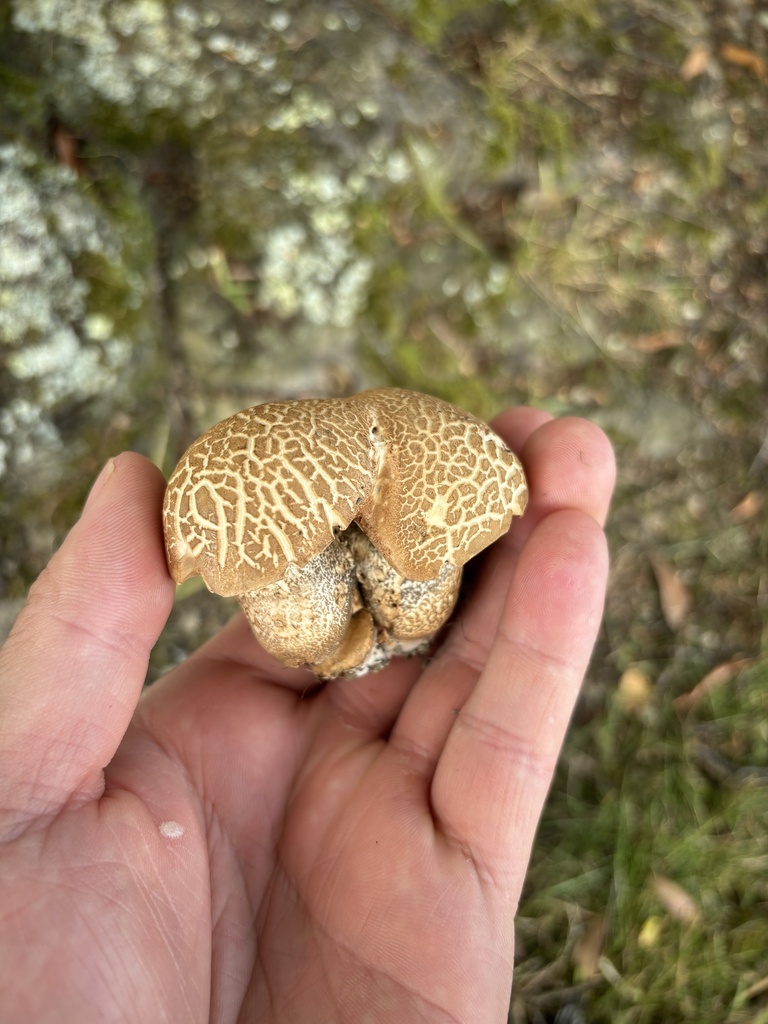 Leccinum scabrum · January 2025 · photo: © conehead_nz (iNaturalist, cc-by)