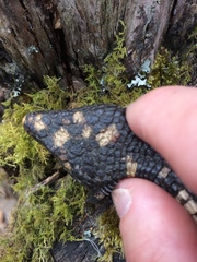 Abronia lythrochila