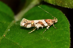 Aristotelia devexella