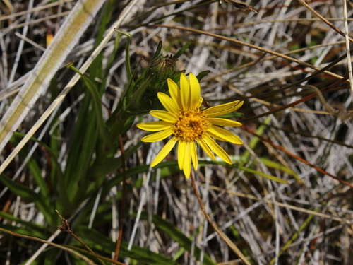 Image of Dolichoglottis lyallii by (c) Joe Dillon, some rights reserved (CC BY)
