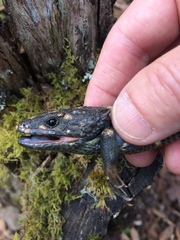 Abronia lythrochila