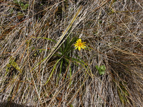 Image of Dolichoglottis lyallii by (c) Joe Dillon, some rights reserved (CC BY)