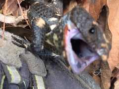 Abronia lythrochila