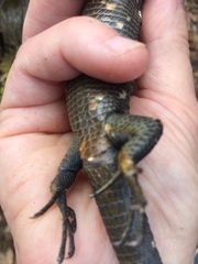 Abronia lythrochila