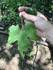 Vitis palmata