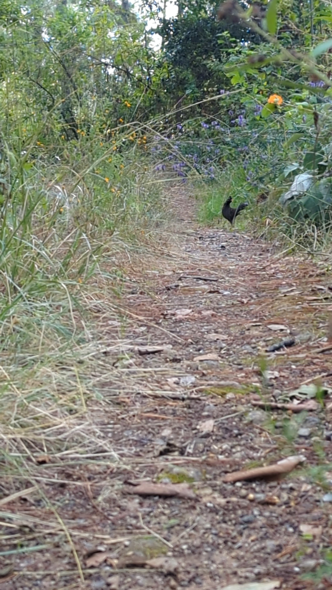 Long-tailed Wood Partridge (Dendrortyx macroura), photo 9