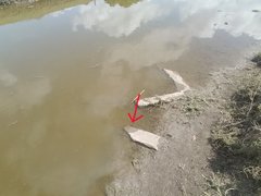 Amphiuma tridactylum