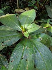 Costus allenii