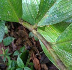 Costus allenii