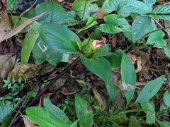 Costus allenii