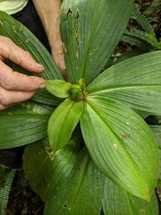 Costus allenii