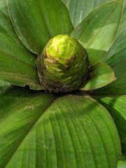 Costus allenii
