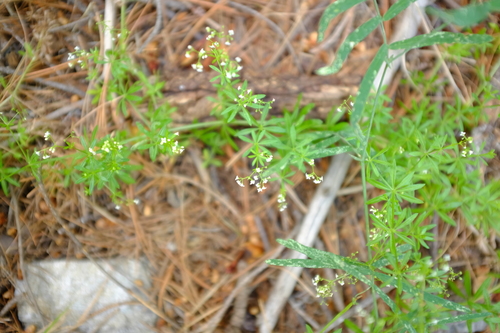 Image of Galium mexicanum by (c) timharris, some rights reserved (CC BY)