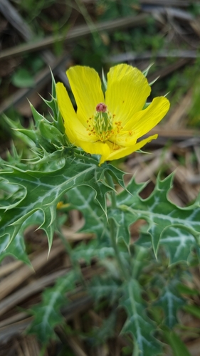 Foto de Cardo-santo