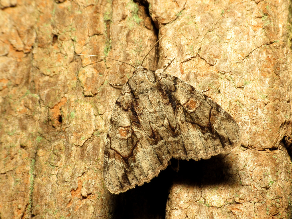 Mourning Underwing