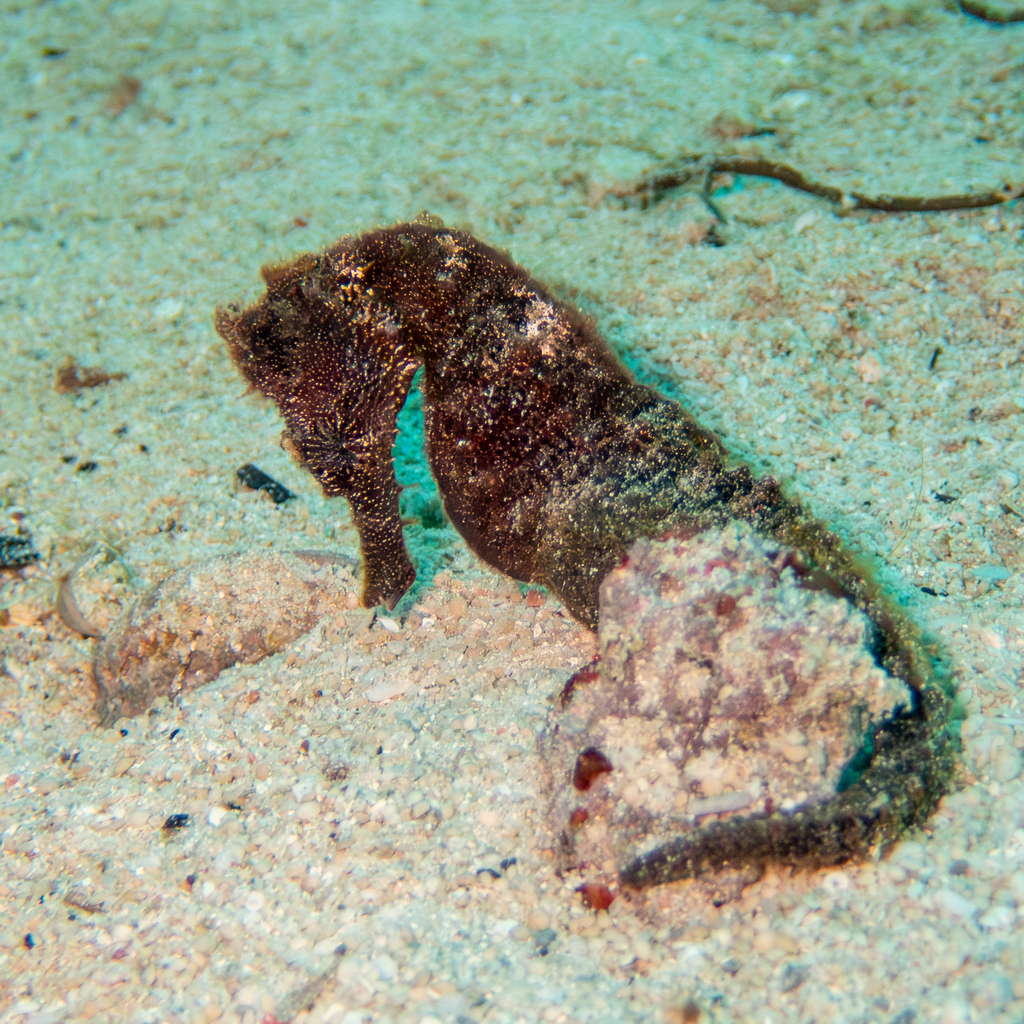 Estuary seahorse resting on a sandy seabed