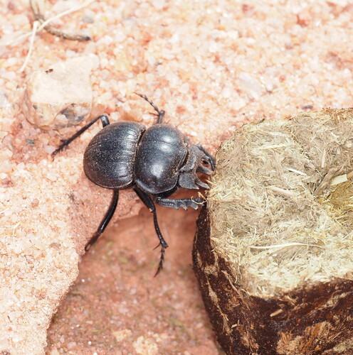 Anomiopsoides