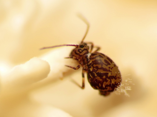 Ptenothrix marmorata