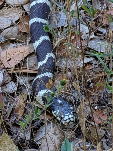 iNaturalist observation photo of California King Snake