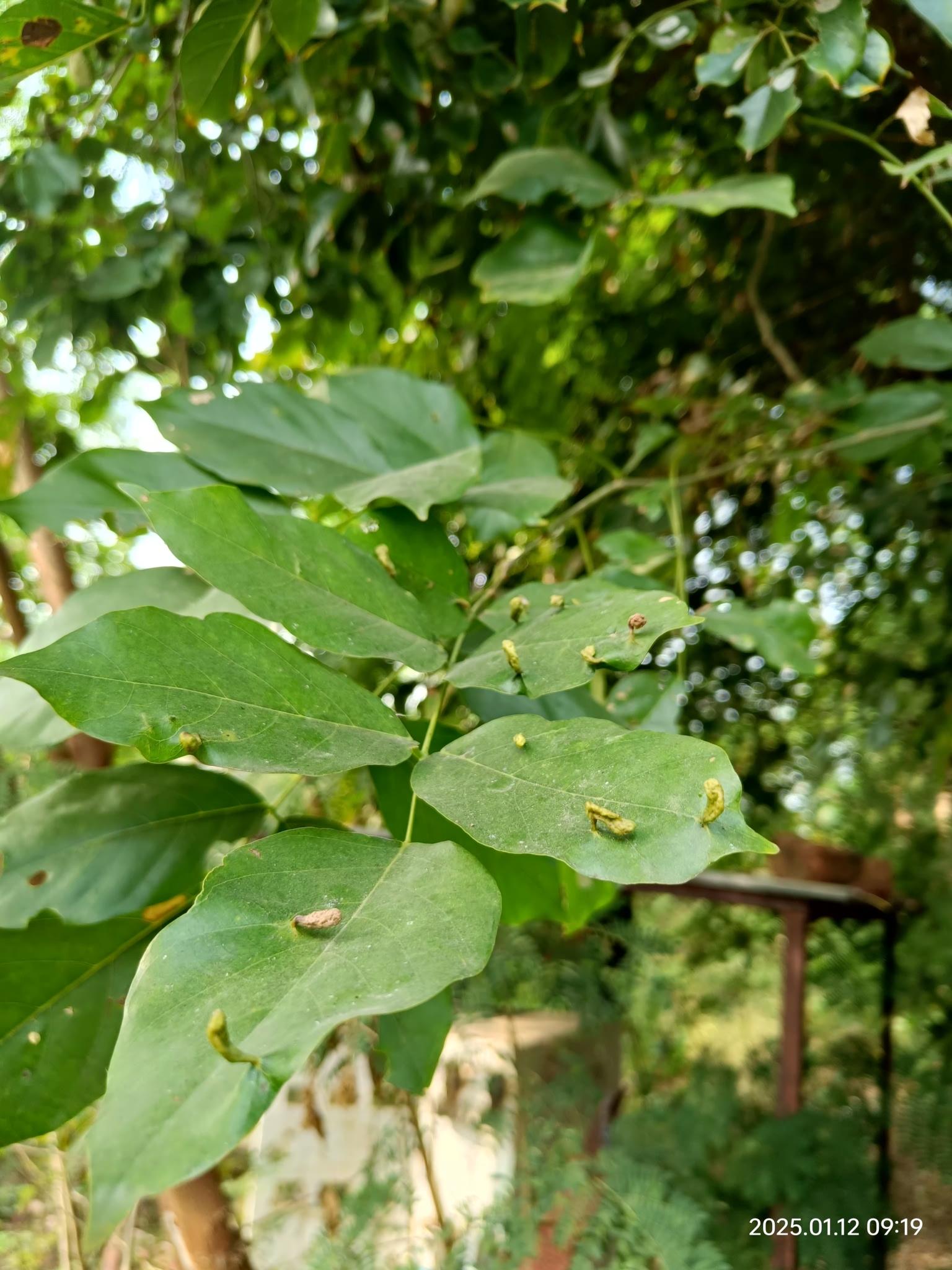 Imagem de Pongamia