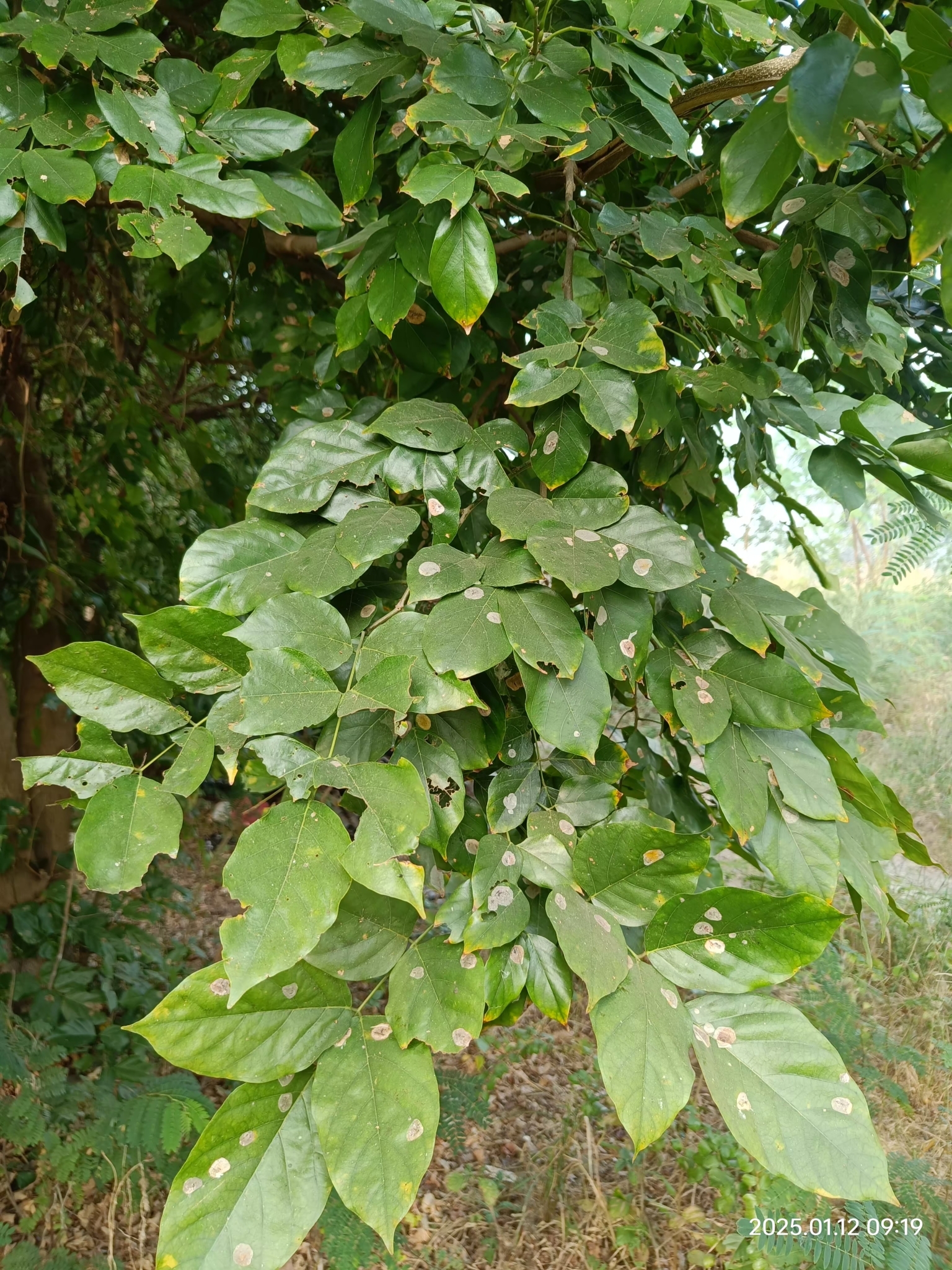Imagem de Pongamia