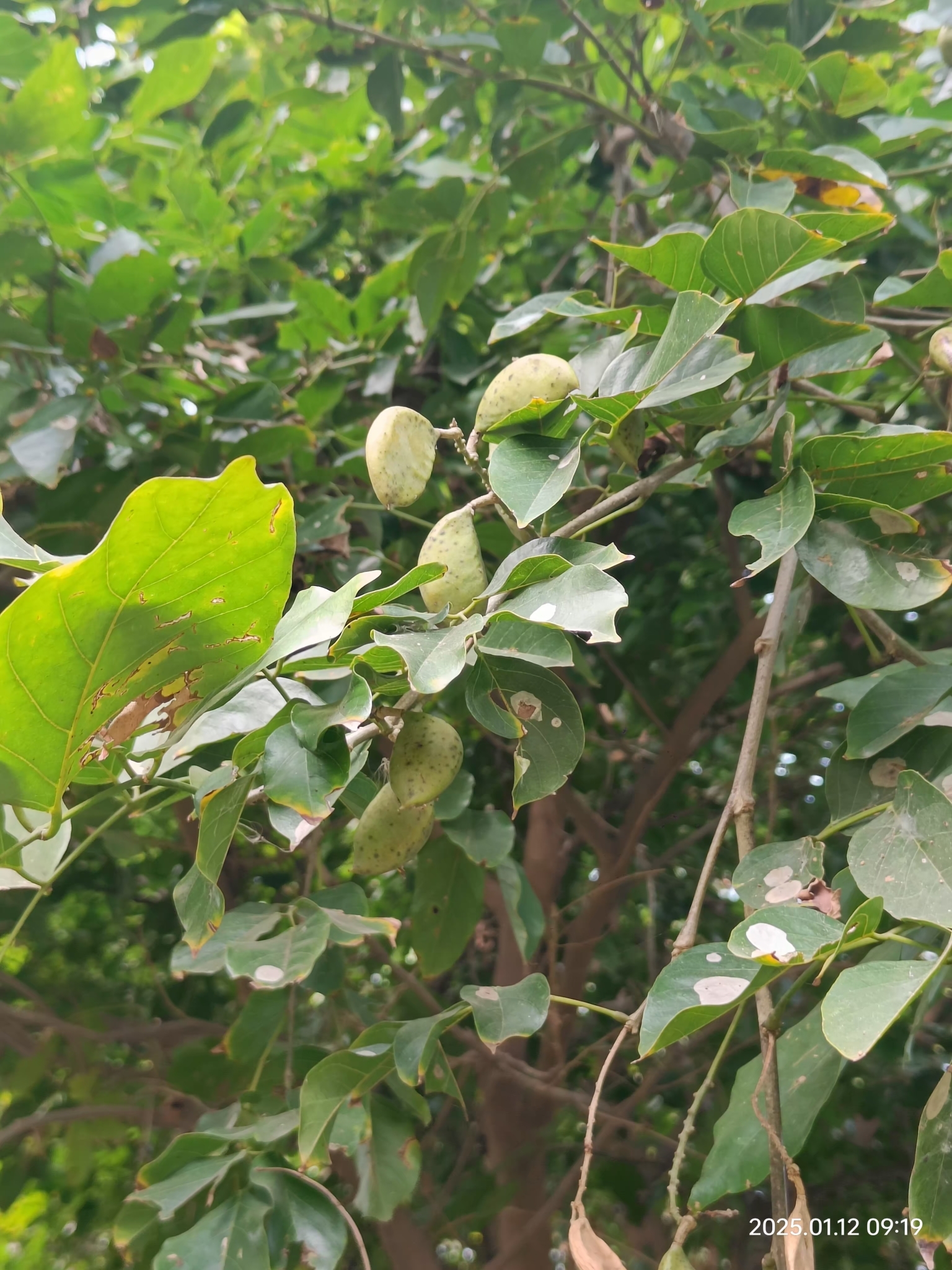 Imagem de Pongamia