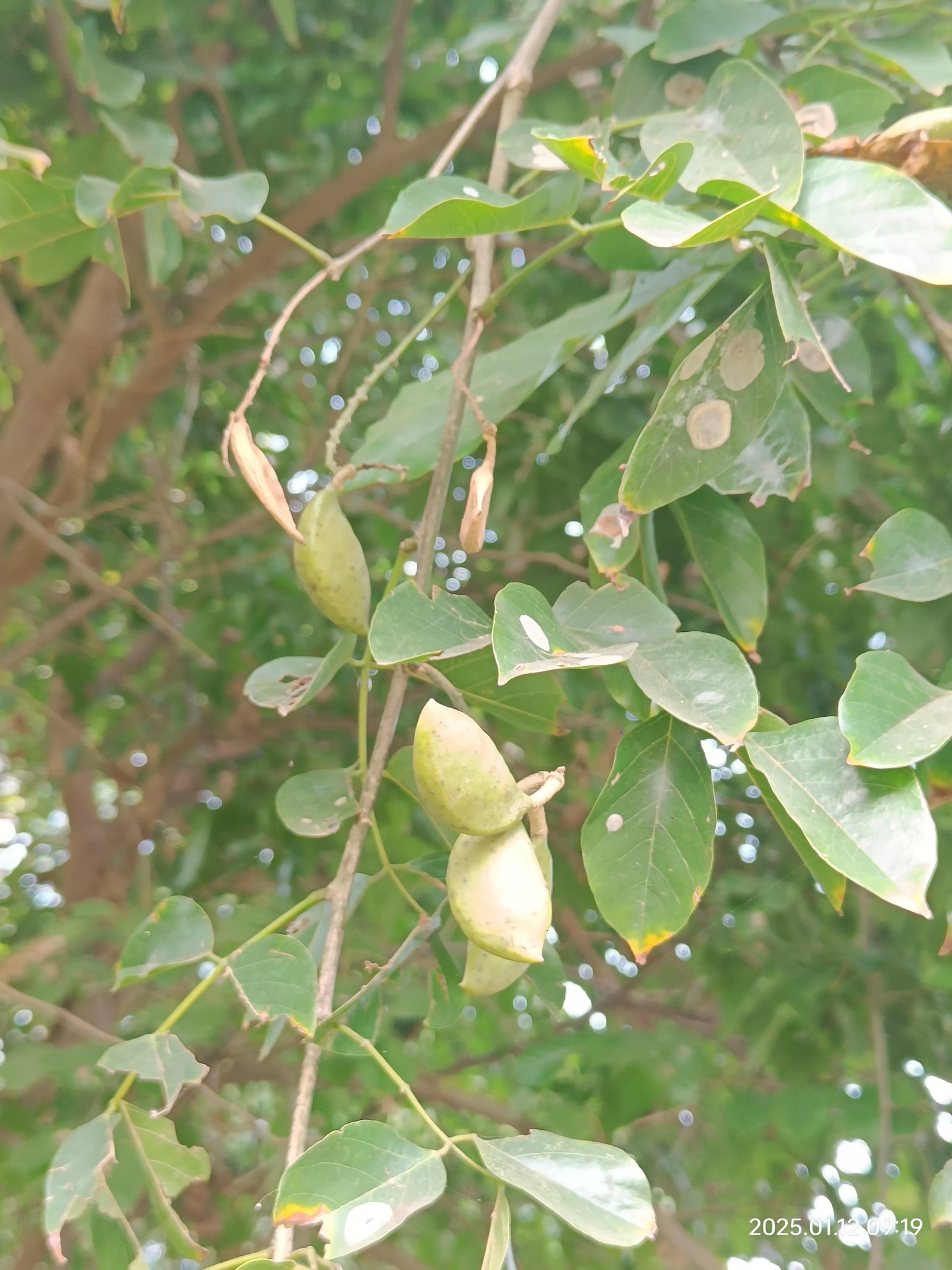 Imagem de Pongamia