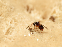 Figitidae