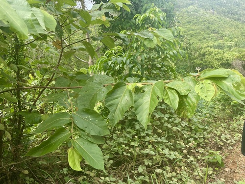 Foto de Sete-capotes