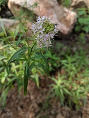 Thelypodium wrightii