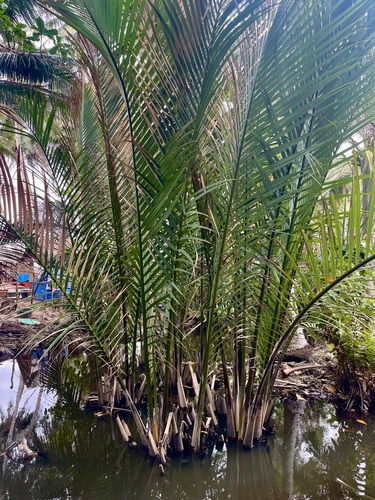 Foto de Palmeira-do-mangue