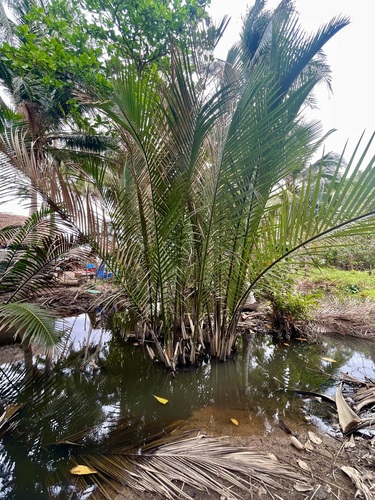Foto de Palmeira-do-mangue