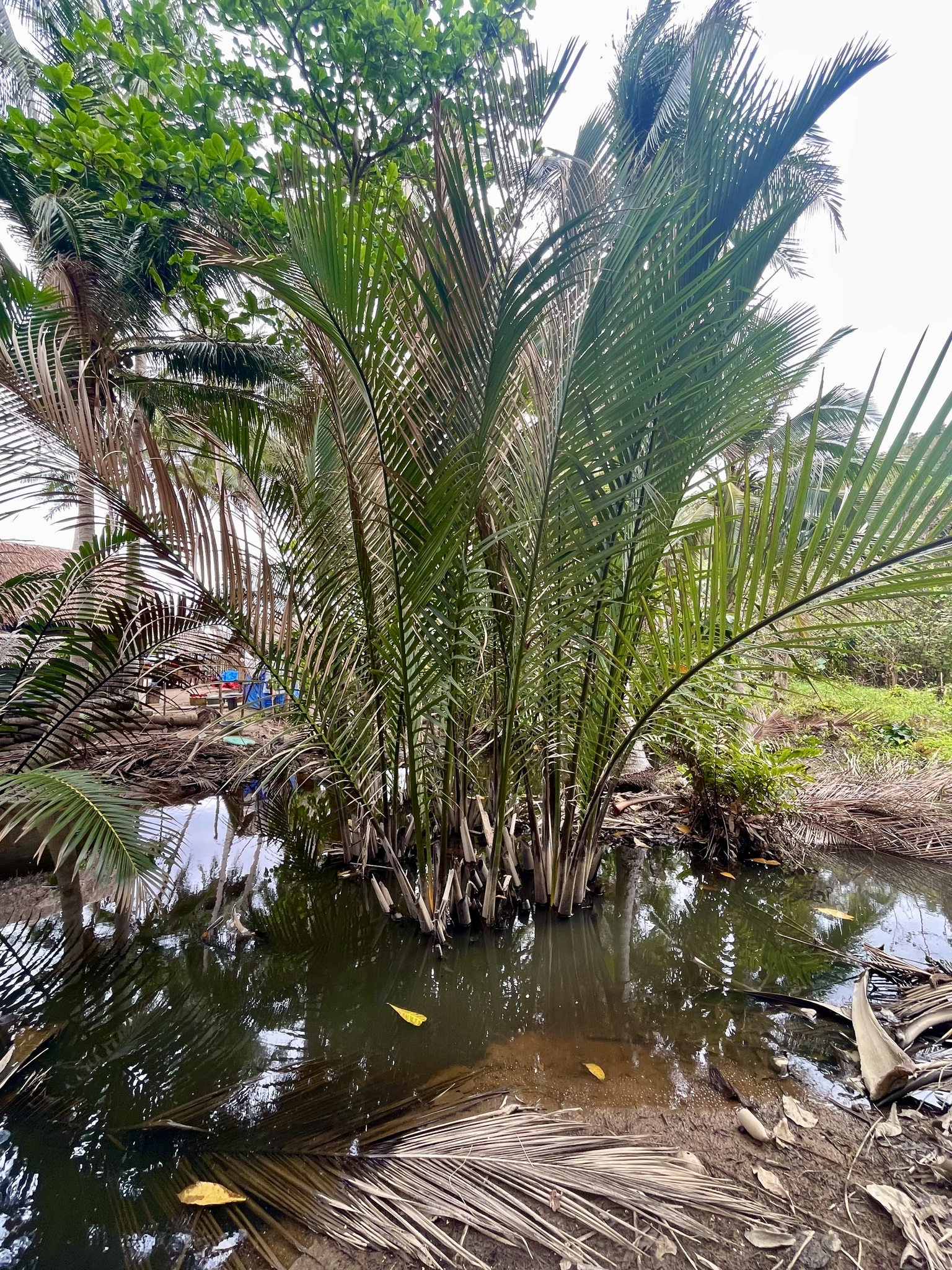Imagem de Palmeira-do-mangue