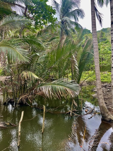 Foto de Palmeira-do-mangue