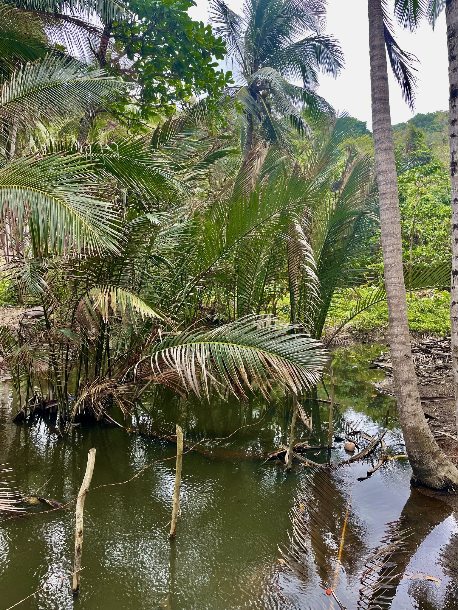 Imagem de Palmeira-do-mangue