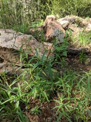 Thelypodium wrightii