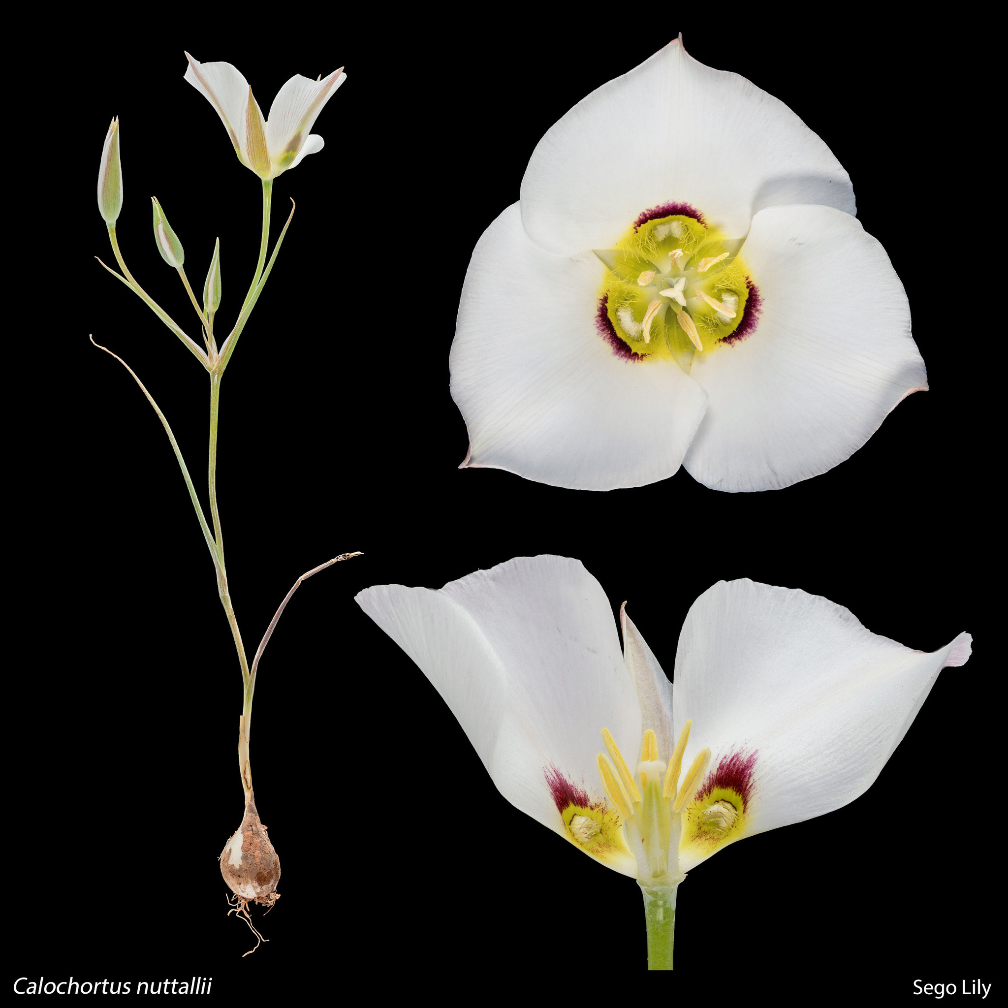 Calochortus nuttallii