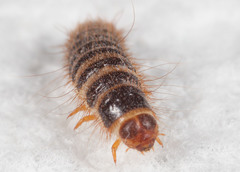 Bostrichoidea