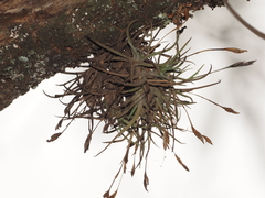 Tillandsia bandensis, photograph (c) Rosario Douglas, some rights reserved (CC BY)