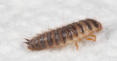Bostrichoidea