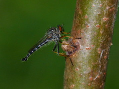 Neoitamus flavofemoratus