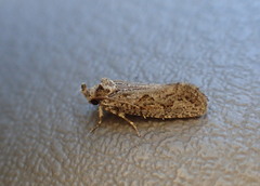Acrolophus variabilis