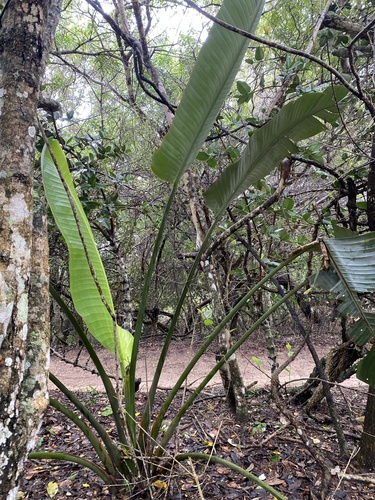 Foto de Ave-do-paraíso-branca