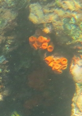 Image of Tubastraea coccinea