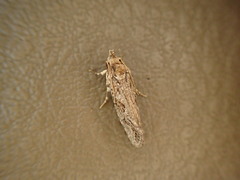 Acrolophus variabilis